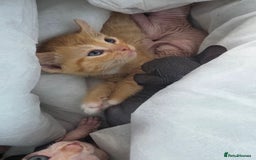 Sphynx cats for sale: Ginger Male Kitten Sphynx x Devon Rex Elf Mix in Hartlepool - Image 16