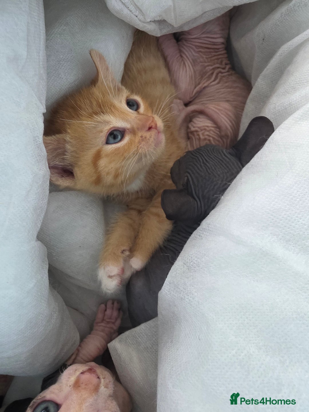 Sphynx cats for sale: Ginger Male Kitten Sphynx x Devon Rex Elf Mix in Hartlepool - Image 16