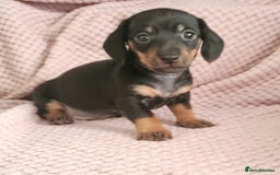 Miniature Dachshund dogs for sale: Beautiful miniature dachshund  - Image 5