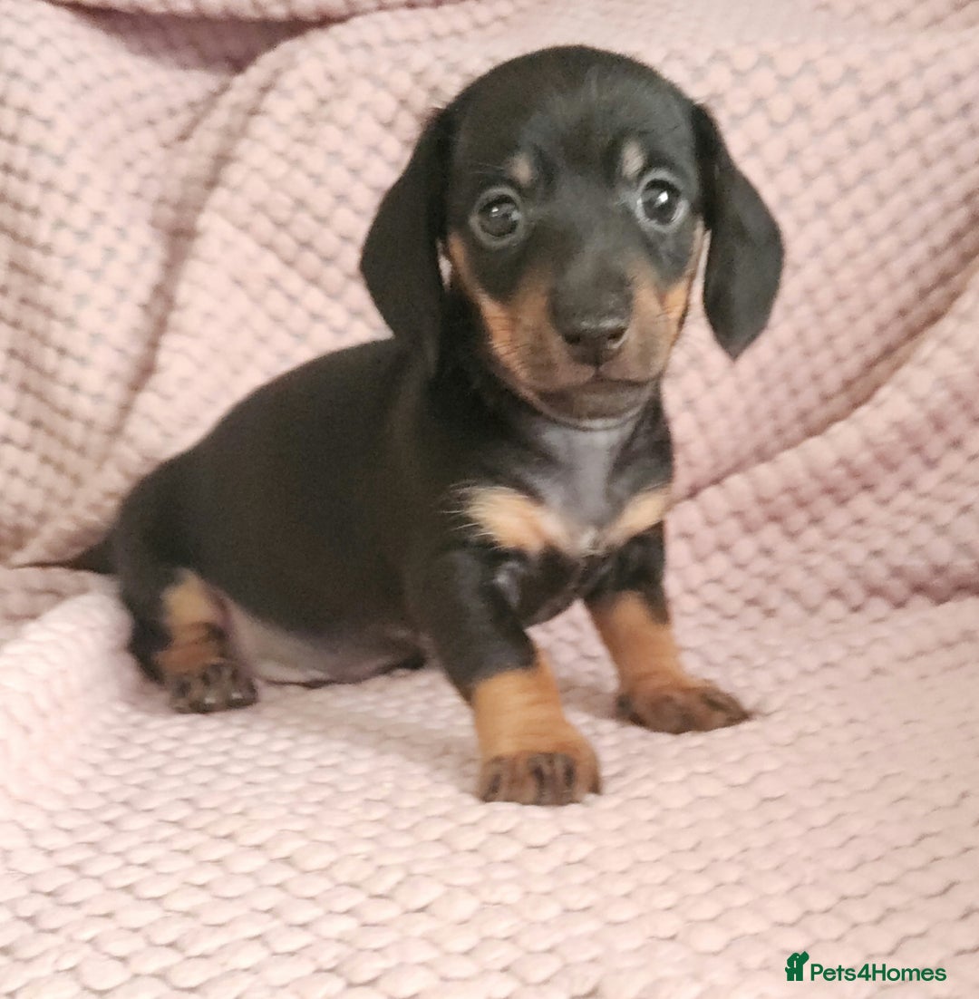 Miniature Dachshund dogs for sale: Beautiful miniature dachshund  - Image 5