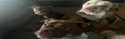 Old Tyme Bulldog dogs for sale: Old tyme English Bulldog  - Advert 7