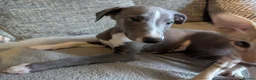 Whippet dogs for sale: Beautiful friendly blue and white male - Advert 8