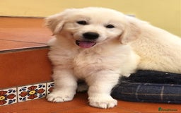 Golden Retriever dogs for sale: Home bred Chunky cream Goldie pups - Image 23