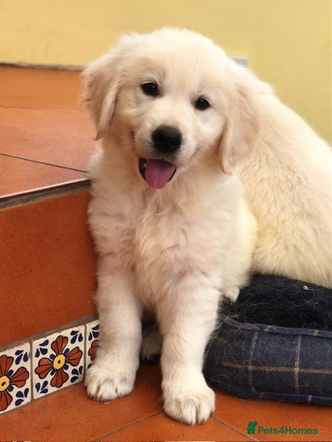 Golden Retriever dogs for sale: Home bred Chunky cream Goldie pups - Image 23