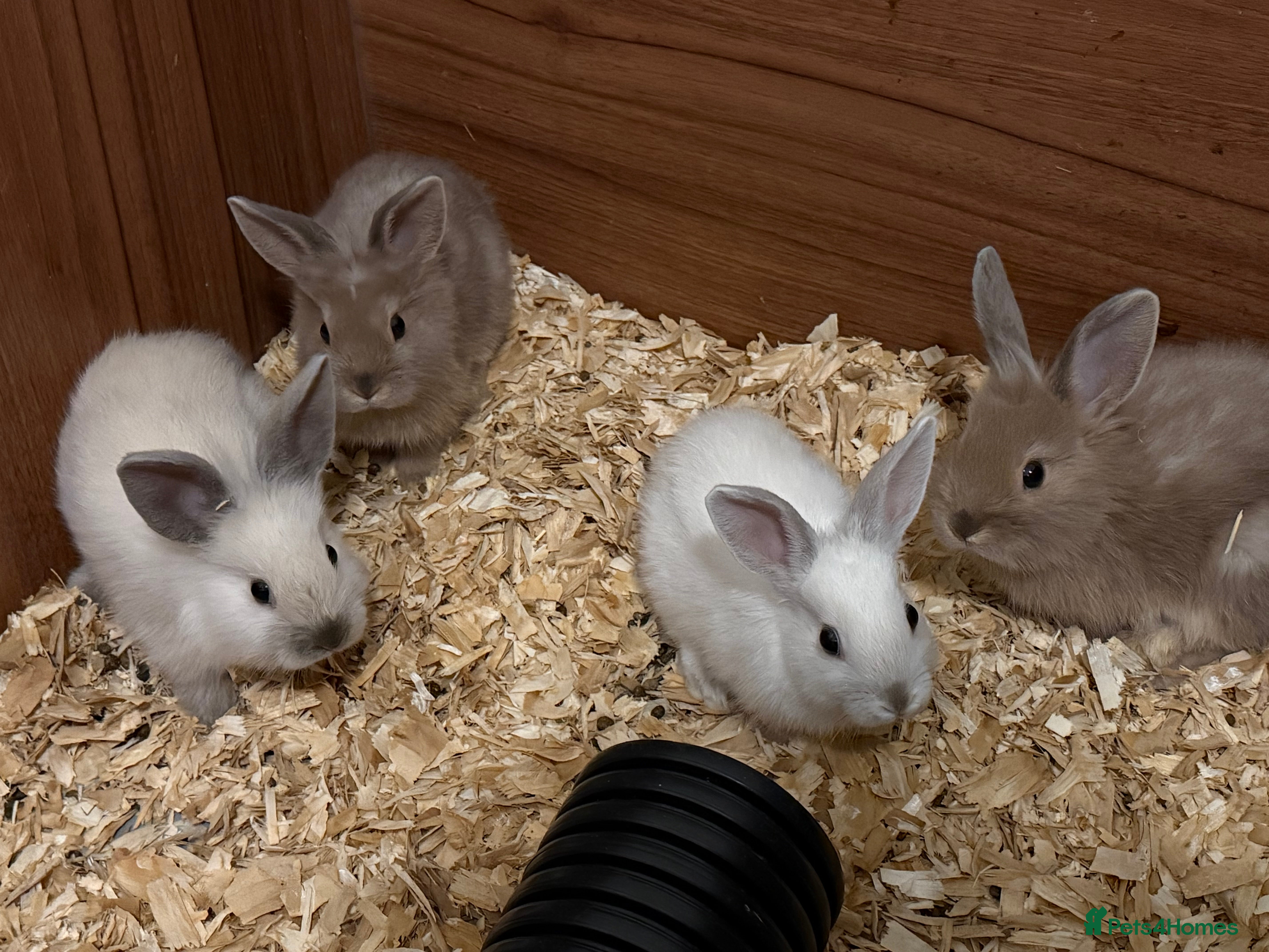 Lionhead rabbits 3 remaining Pure bred Lion heads available now - Advert 13
