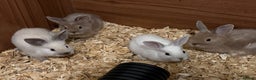 Lionhead rabbits for sale: Pure bred Lion heads available now - Advert 1
