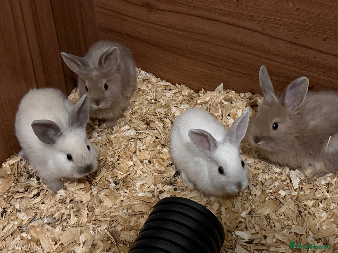 Lionhead rabbits for sale: Pure bred Lion heads available now - Advert 1