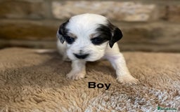 Cocker Spaniel dogs for sale: KC Cocker Spaniel Puppies  - Image 3
