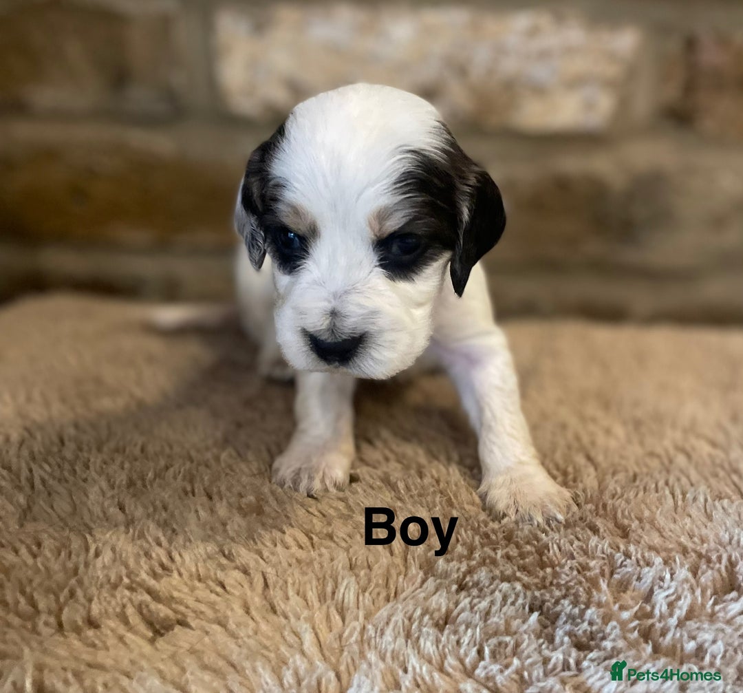 Cocker Spaniel dogs for sale: KC Cocker Spaniel Puppies  - Image 3