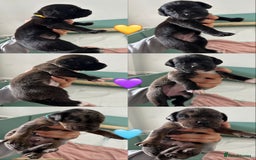 Mixed Breed dogs for sale: Labrador cross puppies for sale  - Image 4