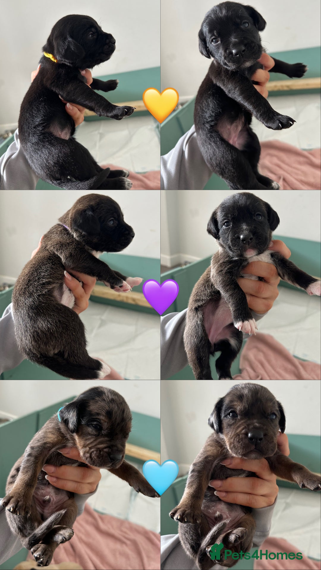 Mixed Breed dogs for sale: Labrador cross puppies for sale  - Image 4