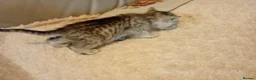Persian cats for sale: Persian x Bengal Kittens in Bristol - Advert 4