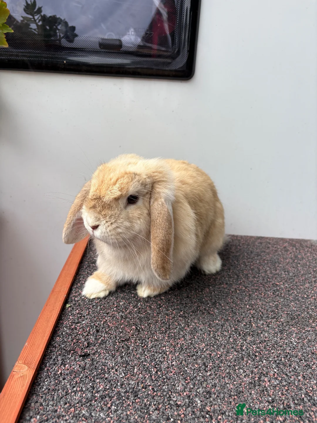 Mini Lop rabbits for sale: Adult Female Mini Lop - £80 - Four Marks, Alton - Advert 2
