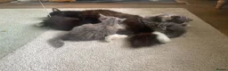 Mixed Breed cats for sale: Three kittens for sale - Advert 6