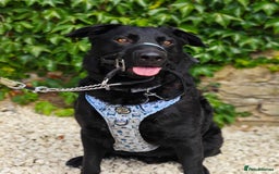 Mixed Breed dogs for adoption: Rocco - Image 5