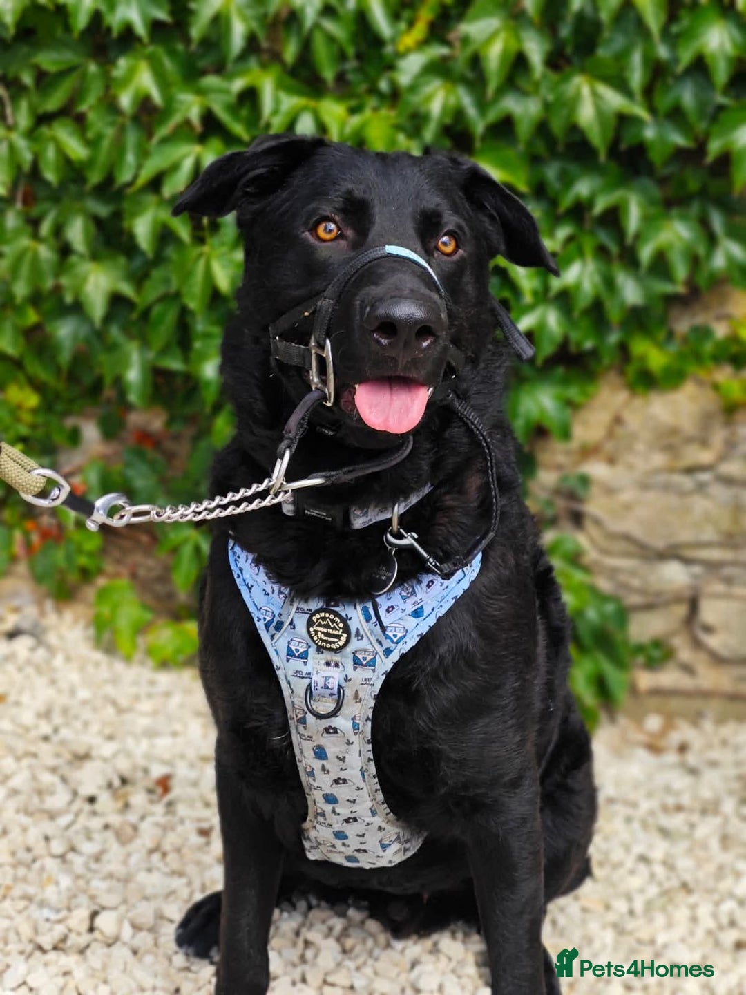 Mixed Breed dogs for adoption: Rocco - Image 5
