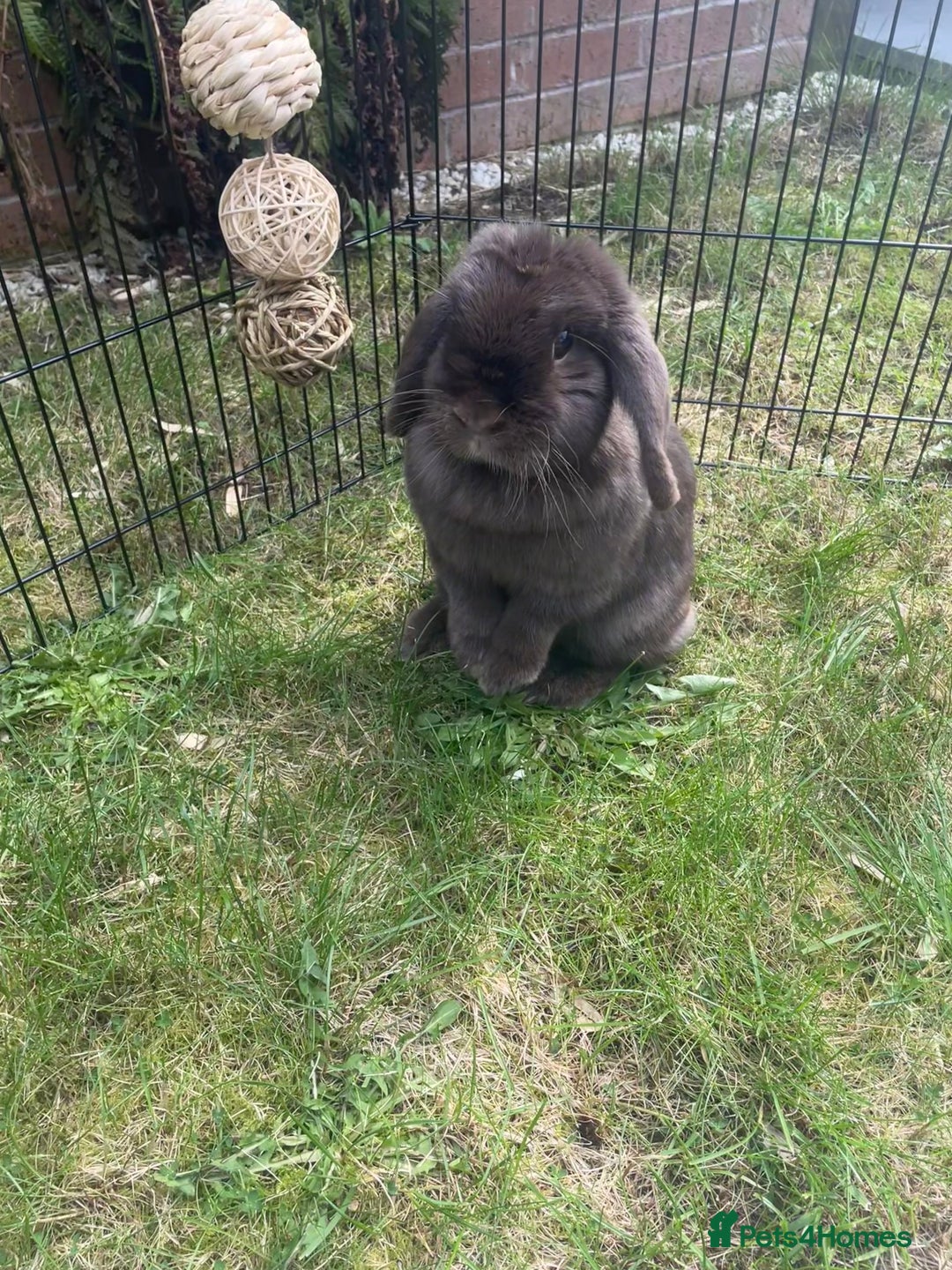 Mini Lop rabbits for sale: PLEASE READ 🐰 male and female (both neutered) in Leicester - Image 8