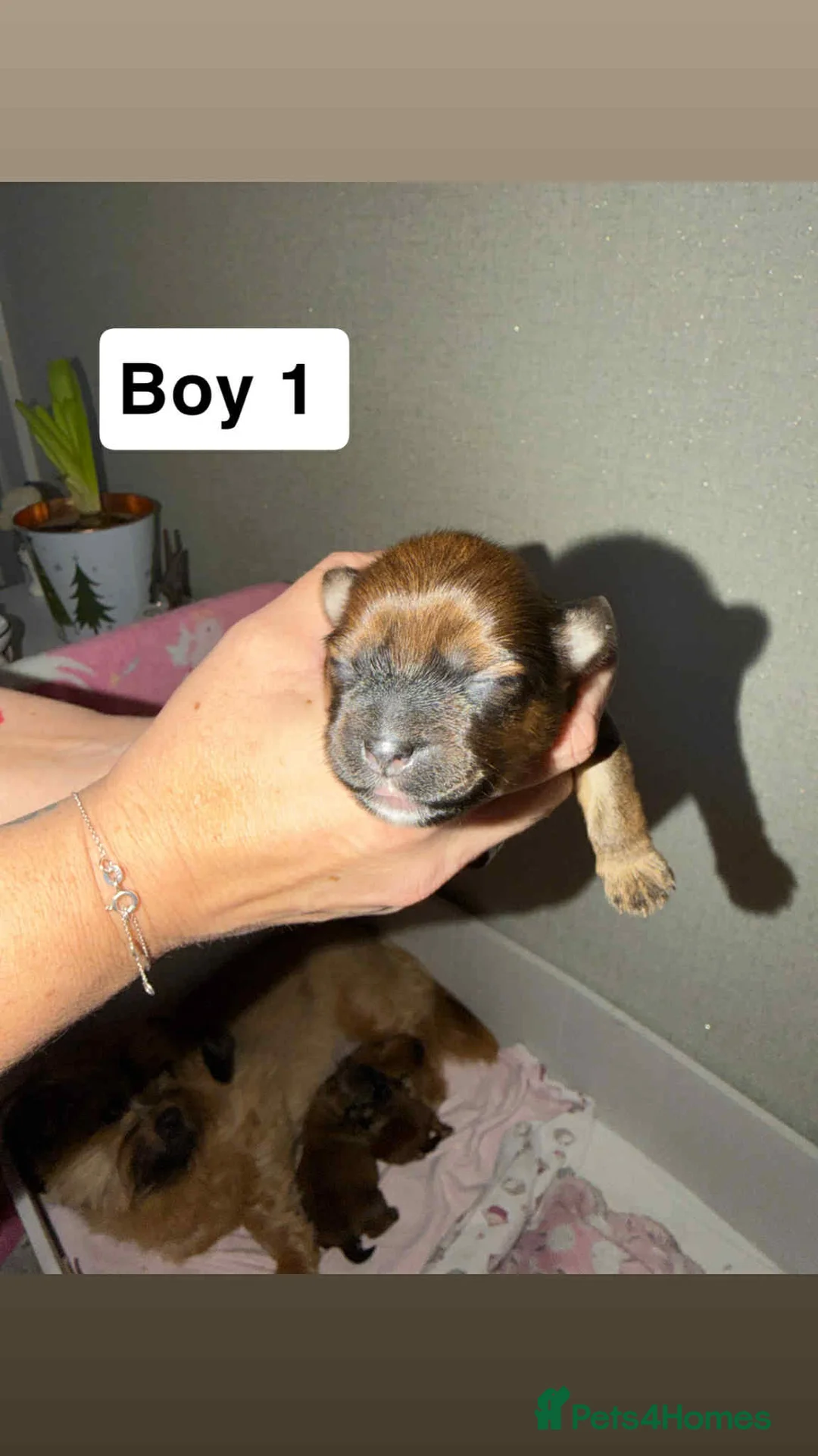 Mixed Breed dogs for sale: La-pom  pups , one boy still available  - Advert 27