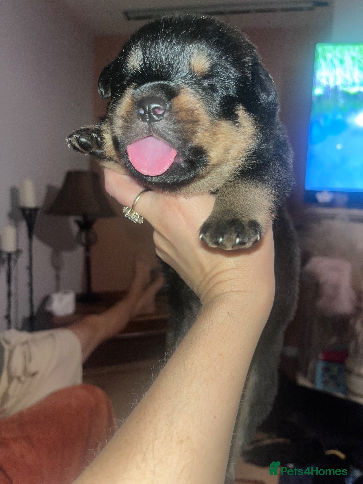 Rottweiler dogs Chunky champion linage Rottweiler puppies  - Advert 1