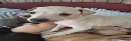 Italian Greyhound dogs for sale: Super cute KC Registered Italian greyhounds  - Advert 11