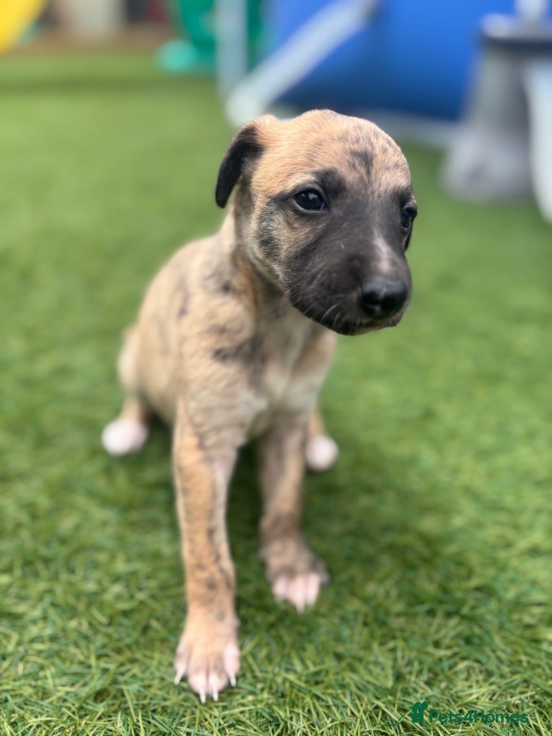 Whippet dogs for sale: Whippet puppies beautiful colours - Image 12