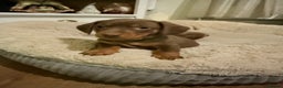 Miniature Dachshund dogs for sale: Gorgeous Chocolate & tan Miniature Dachshunds - Advert 21