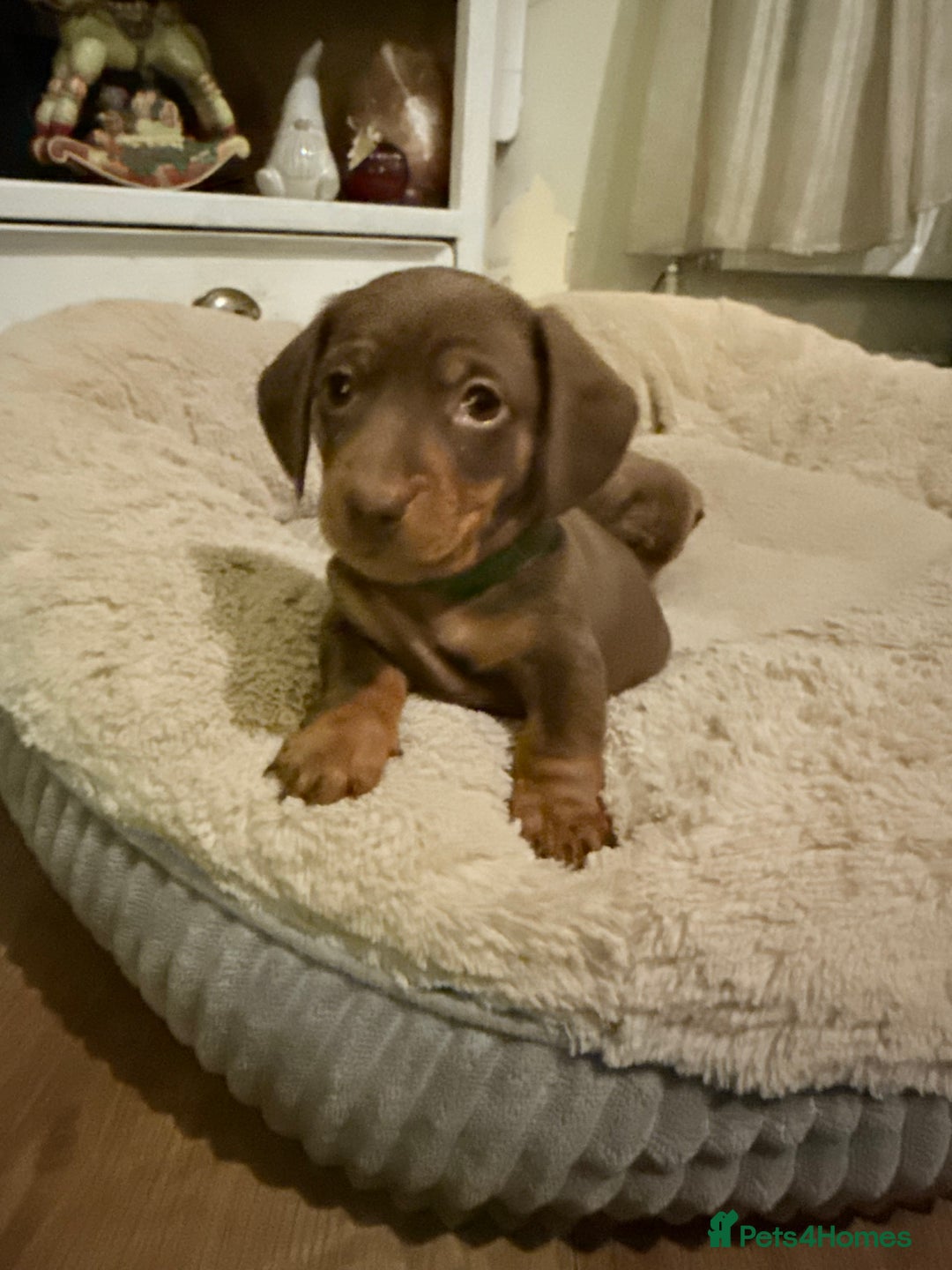 Miniature Dachshund dogs for sale: Gorgeous Chocolate & tan Miniature Dachshunds - Advert 21