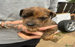 Mixed Breed dogs for sale: Outstanding quality litter of twelve pups - Image 8