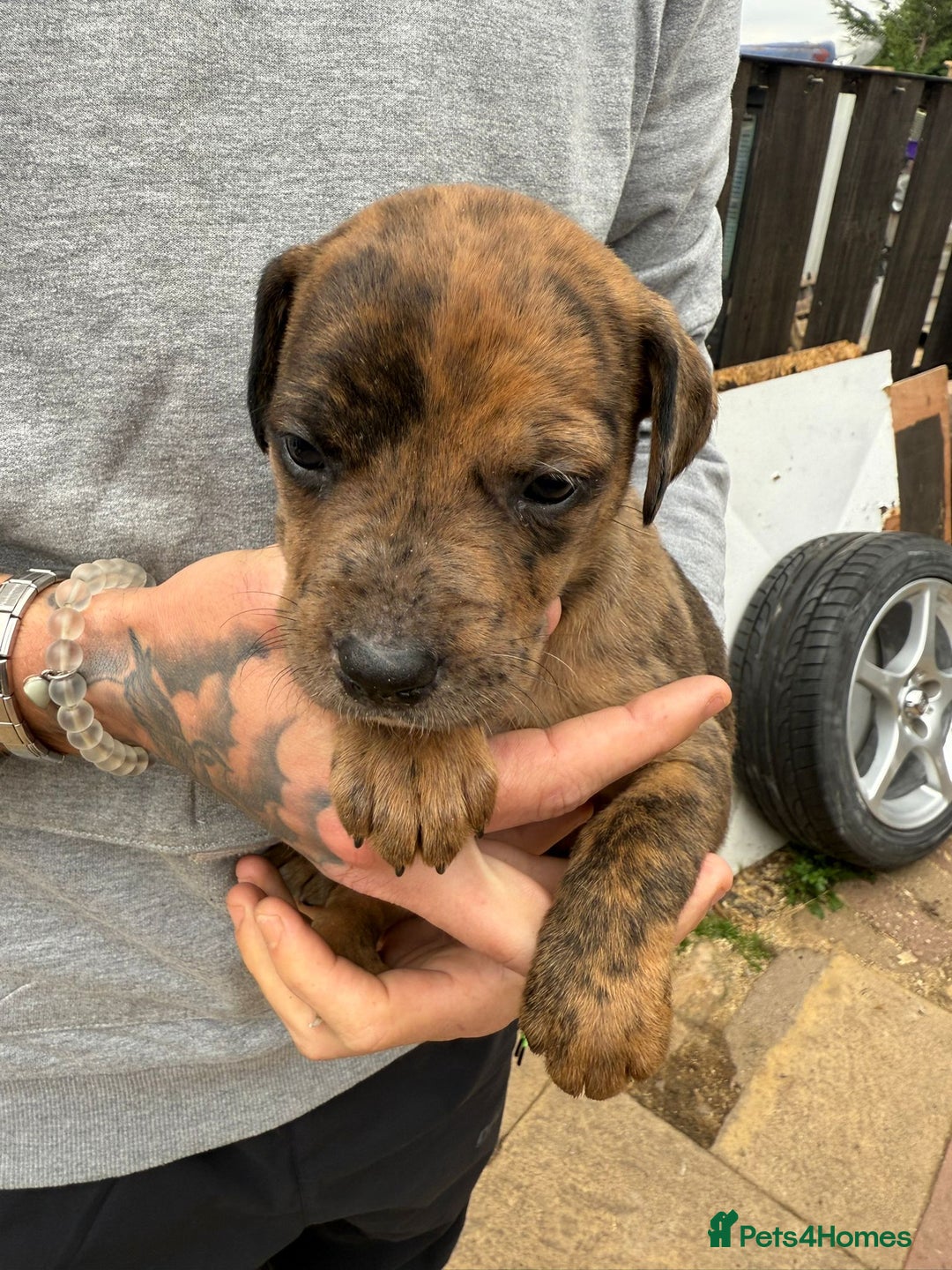 Mixed Breed dogs for sale: Outstanding quality litter of twelve pups - Image 8