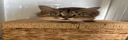 Domestic Shorthair cats for sale: 2 year old cat for rehoming - Advert 15