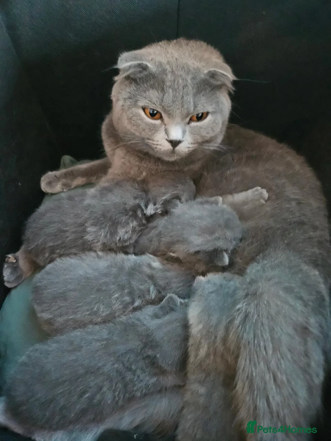 Scottish Fold cats for sale: female scottish fold  - Advert 6