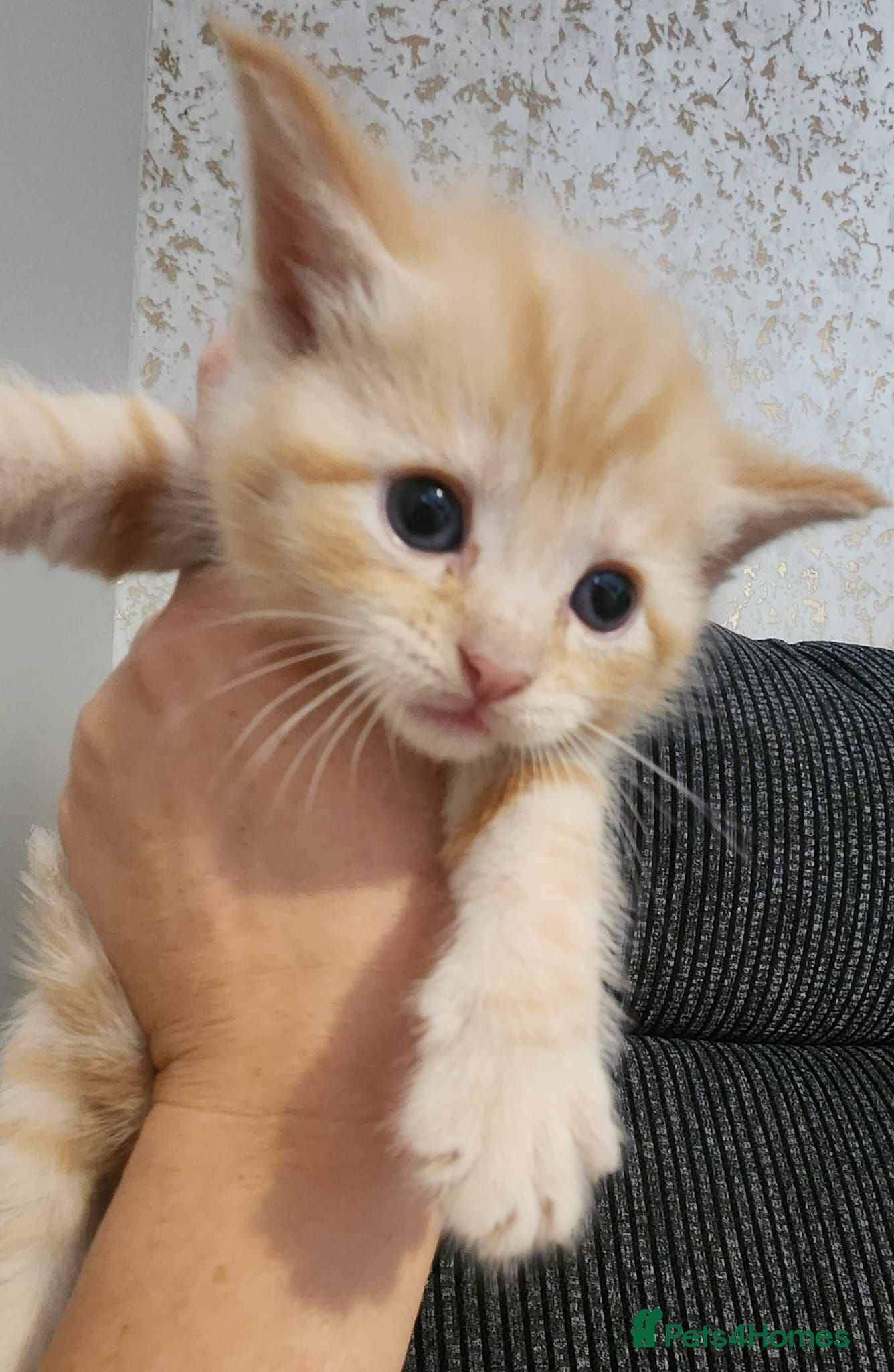 Mixed Breed cats 2 beautiful kittens  - Advert 12