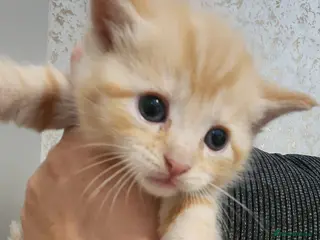 Mixed Breed cats 2 beautiful kittens - Advert 1