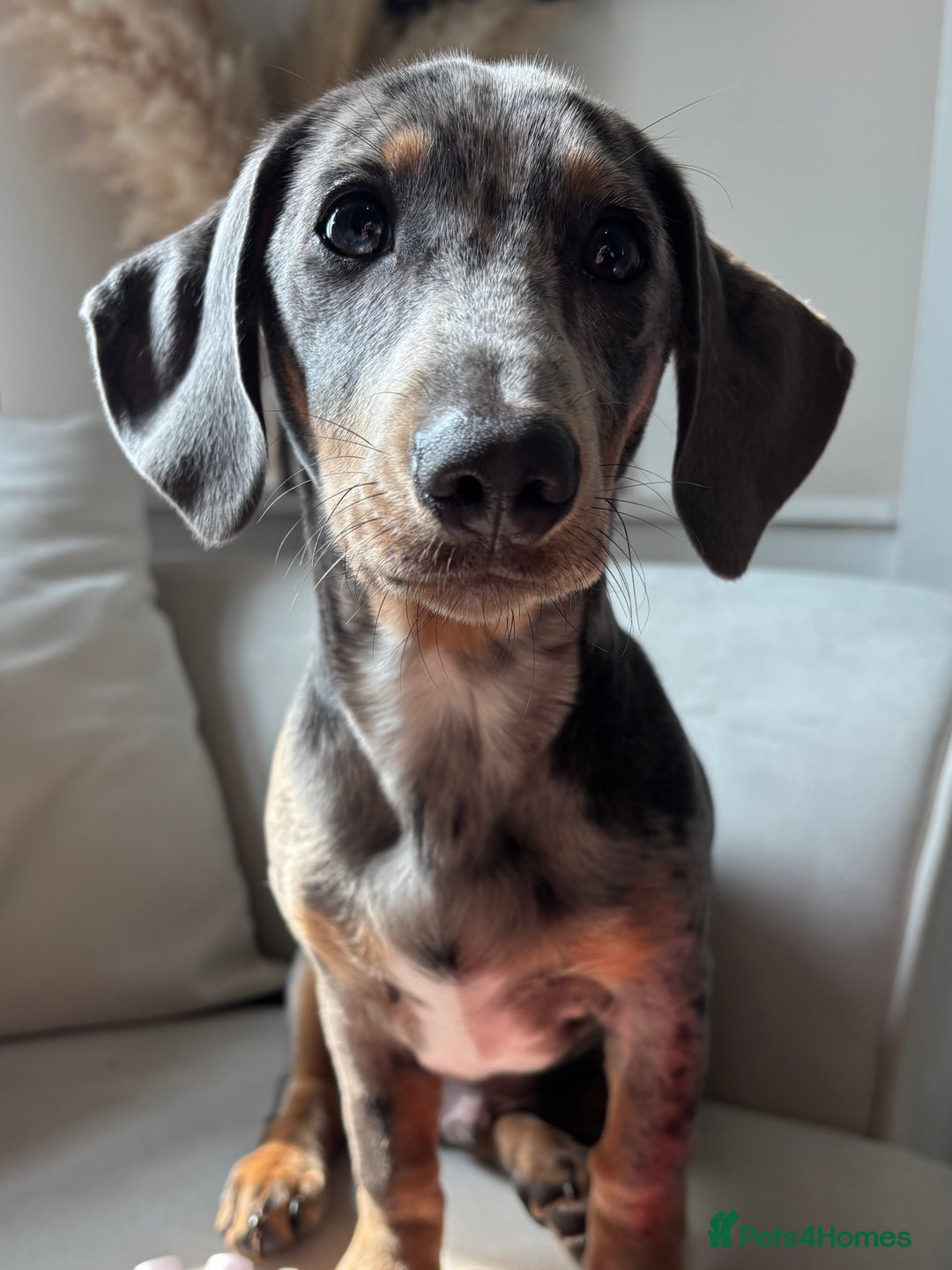 Dachshund dogs for sale: Grey Merle Standard Dachshund  - Image 2