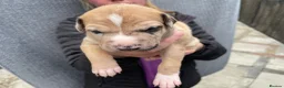 Lurcher dogs for sale: 1 red merle dog available  - Advert 4