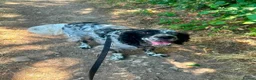 English Setter dogs for adoption: MARCO - Advert 3