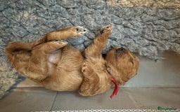 Mixed Breed dogs for sale: 💕 Gorgeous Cavapoochon Puppies 💕  - Image 8