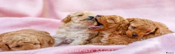 Toy Poodle dogs for sale: 🐶🐾Toy Poodle Puppies 🐾🐶 in Tunbridge Wells - Advert 16