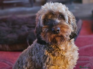 Cockapoo dogs Extensively DNA tested, experienced Sable Cockapoo in Wrexham - Advert 16