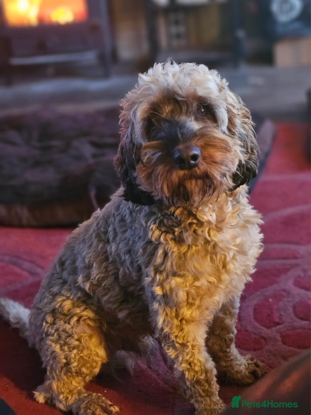 Cockapoo dogs for stud: Extensively DNA tested, experienced Sable Cockapoo in Wrexham - Advert 1