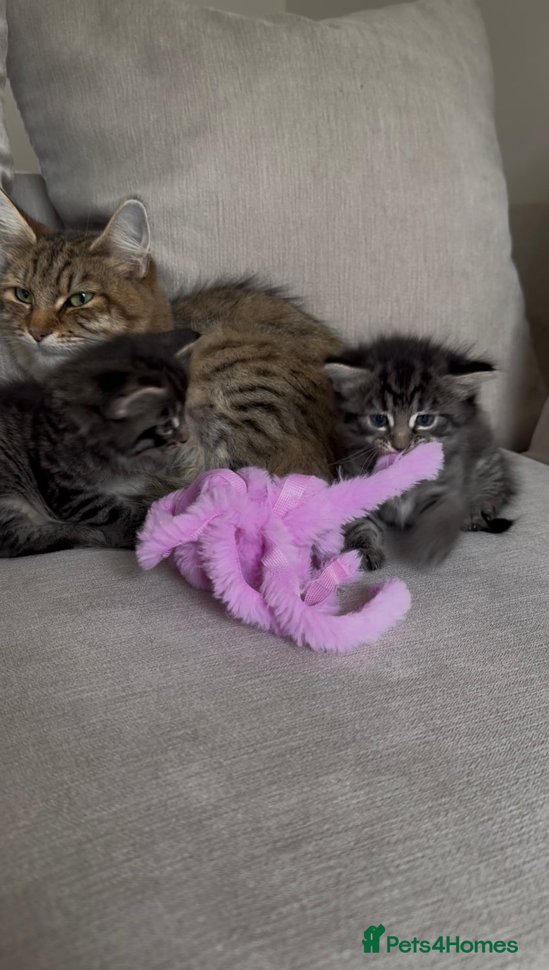 Maine Coon cats for sale: 2 Maine coon x tabby kittens  - Image 19
