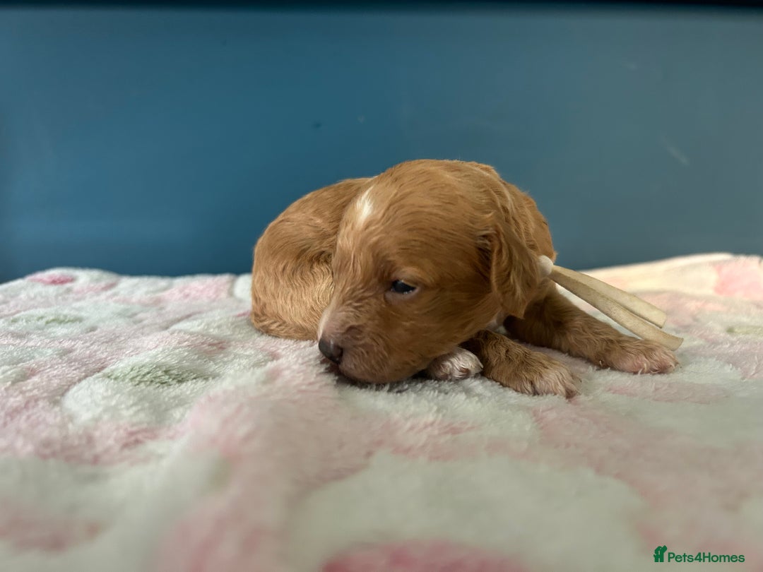 Cavapoo dogs for sale: F1BB cavapoo puppies  - Image 12