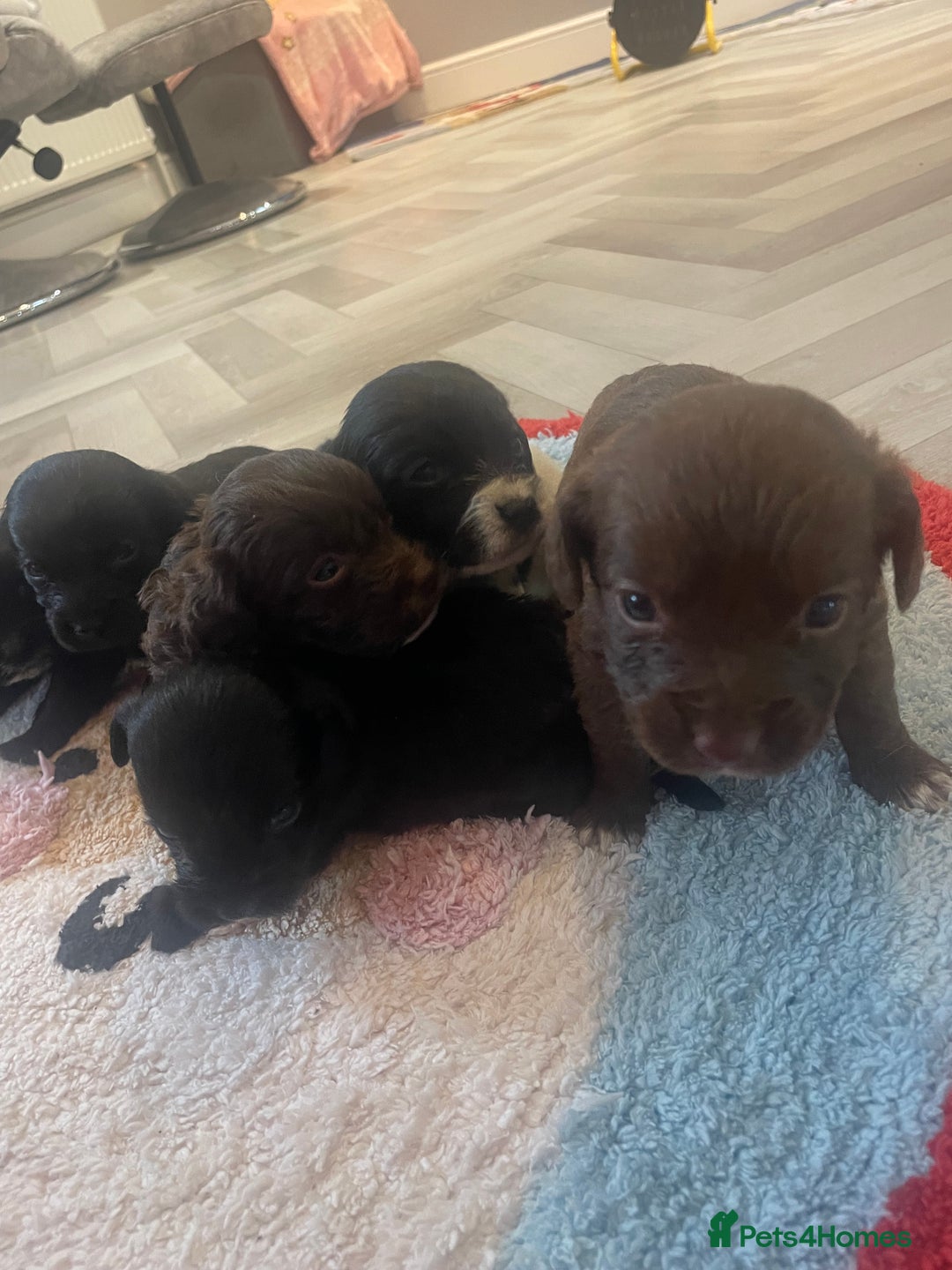 Cockapoo dogs for sale: Litter of beautiful cockapoo puppy’s  - Advert 3