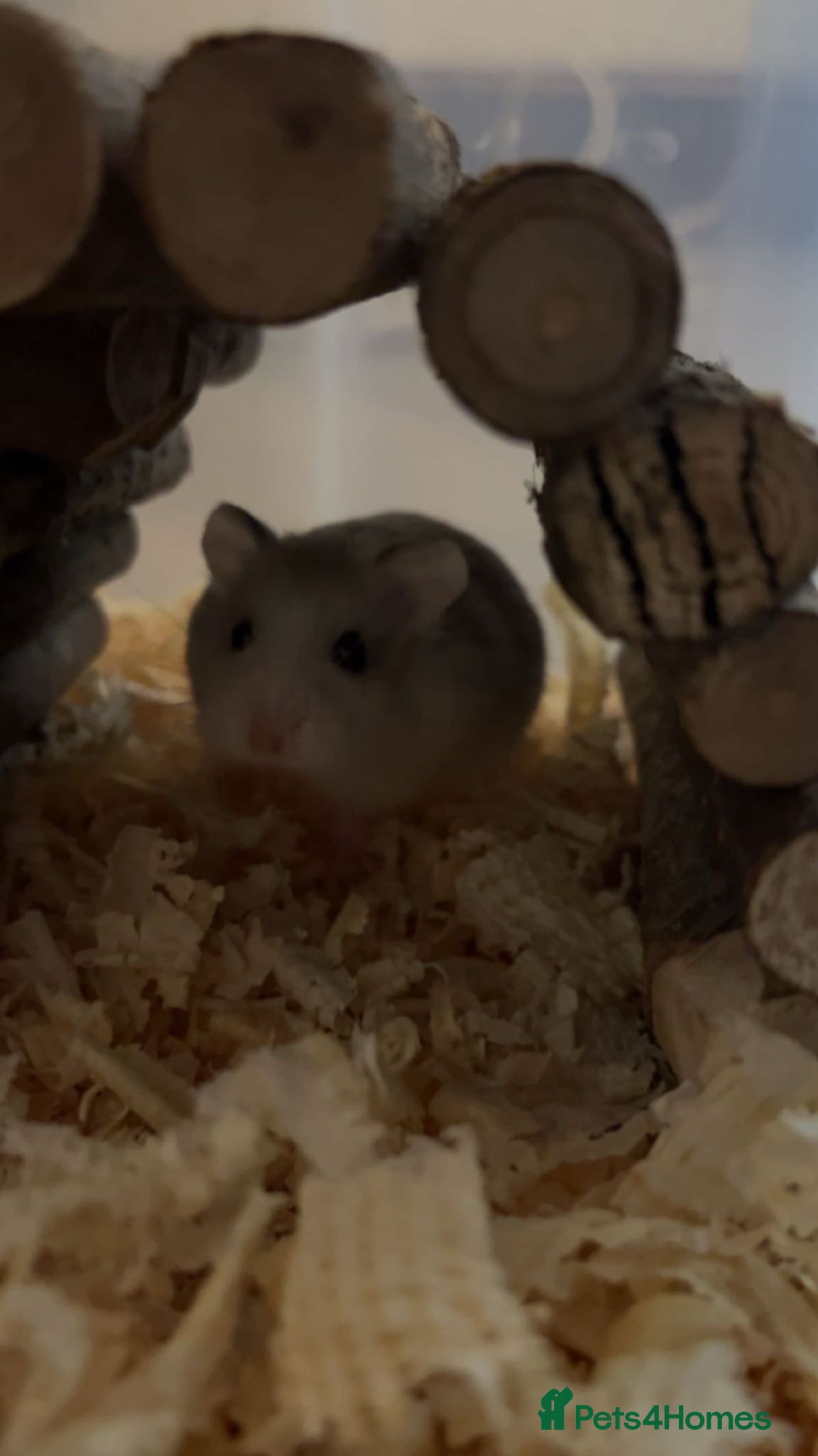 Hamster rodents Roborovski hamster w/full setup  - Advert 3