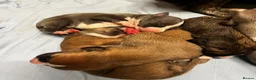 Whippet dogs for sale: KC whippet Puppies  - Advert 3
