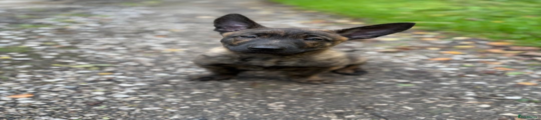Belgian Shepherd Dog Puppy 2