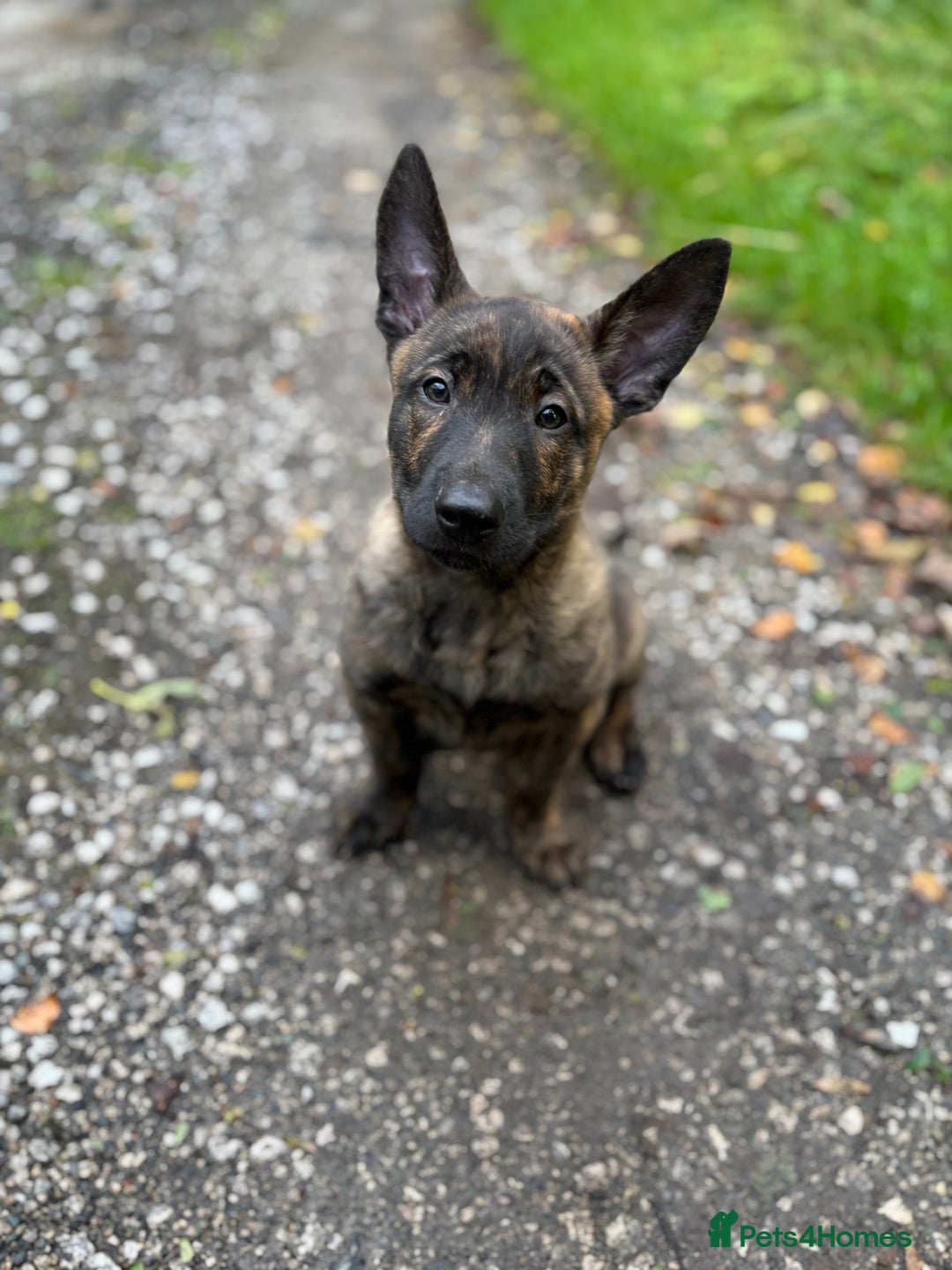 Belgian Shepherd Dog dogs for sale: Dutch herder puppies  - Image 34