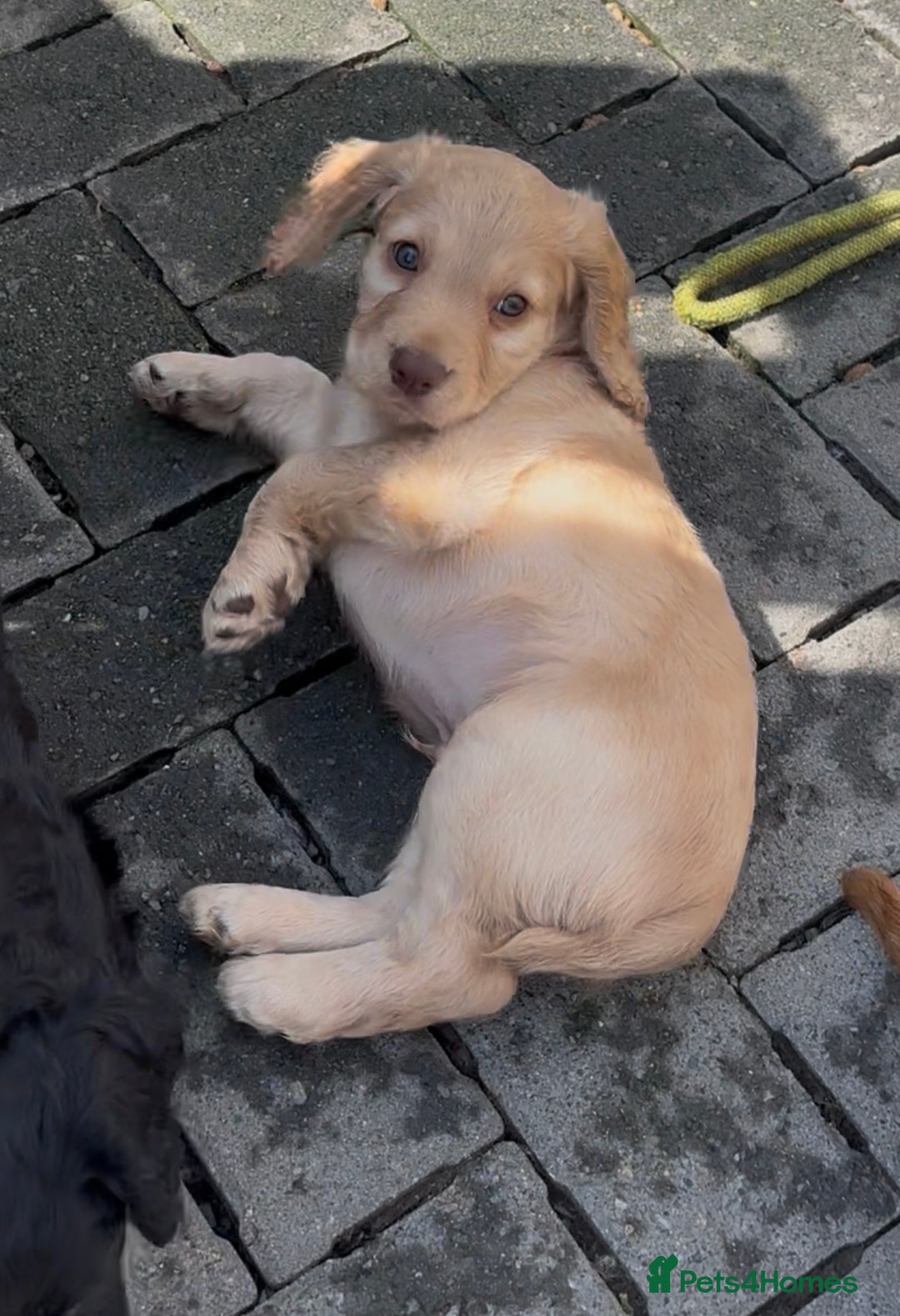 Cocker Spaniel dogs for sale: Miss F Roberts in Caernarfon - Image 25