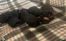 Cocker Spaniel dogs for sale: Cocker Spaniel pups for sale  - Image 9