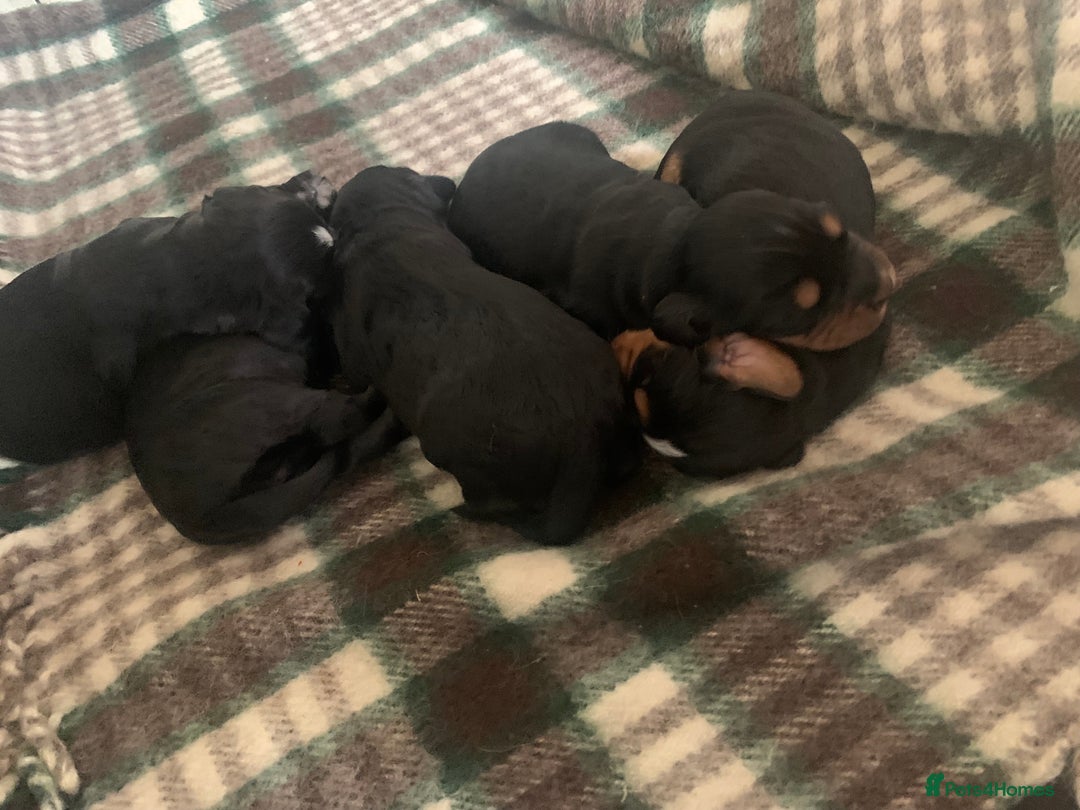 Cocker Spaniel dogs for sale: Cocker Spaniel pups for sale  - Image 9